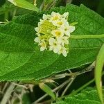 Lippia kituiensis Λουλούδι