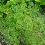 Katapsuxis silaifolia Likasa