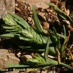 Sclerochloa dura Habit