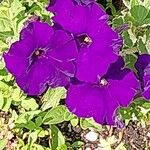 Petunia spp. Flors