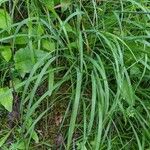 Anthericum ramosum Feuille