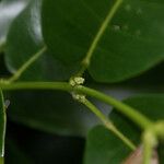 Melicope borbonica