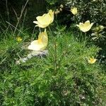 Pulsatilla alpina Hábito