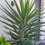 Yucca aloifolia Fuelha