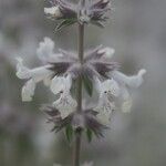 Stachys annua Blomma