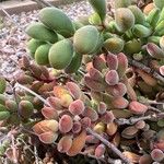 Crassula lanuginosa ᱥᱟᱠᱟᱢ