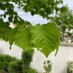 Corylus colurnaFolha