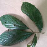 Cordia sprucei Leaf