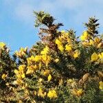 Ulex galliiFlors