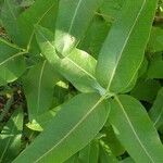 Asclepias speciosa Hoja