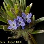 Asperula arvensis Blüte