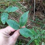 Anemonoides trifolia Leaf