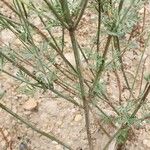 Lavandula coronopifolia 树皮