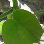 Abutilon theophrasti Leaf