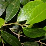 Naucleopsis capirensis Fruto