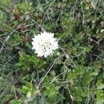 Allium massaessylum Flower