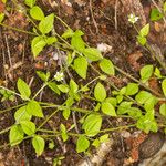 Moehringia trinervia Leaf