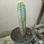 Pilosocereus pachycladusЛисток