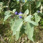 Solanum wrightii 葉