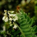 Oxytropis deflexa Yeri