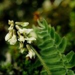 Oxytropis deflexa 整株植物