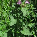 Lamium garganicum Fuelha