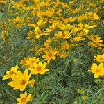 Bidens aristosa Flower