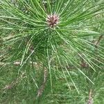 Pinus tabuliformis Fuelha