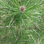 Pinus tabuliformis Feuille