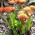 Scadoxus puniceus Habitatea