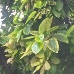 Ficus altissima برگ