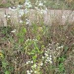 Erigeron strigosus Libunga