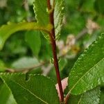 Salix myrsinifolia पत्ता