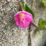 Oenothera rosea 花