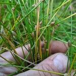 Eleocharis obtusa Flower