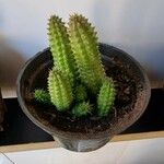 Huernia penzigii 葉
