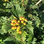 Viburnum opulusFruit