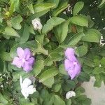 Brunfelsia uniflora Fleur