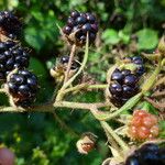 Rubus tereticaulis Fruit