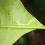 Trichilia prieuriana Feuille