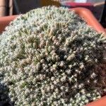 Mammillaria formosa برگ