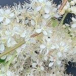 Filipendula ulmariaFloare