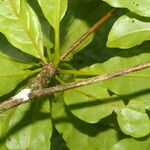 Terminalia bucidoides Leaf