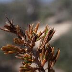 Lathraeocarpa acicularis Leaf