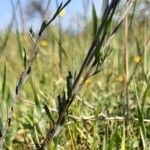 Linum austriacum Foglia