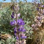 Lupinus ludovicianusLorea