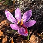 Crocus sativus Blüte