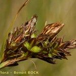 Carex ericetorum ഫലം