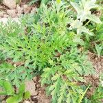 Ambrosia artemisiifolia Blatt