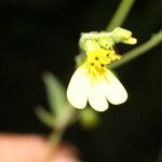 Milleria quinqueflora Blodyn